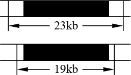Bệnh phenylketon niệu là một bệnh di truyền đơn gen. Một loại enzyme cắt giới hạn có khả năng cắt các đoạn DNA tại vị trí của allele gây bệnh và allele bình thường (tạo ra các đoạn dài 23 kb hoặc 19 kb), được thể hiện trong Hình 3. (ảnh 1)