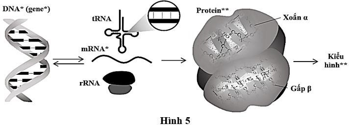 Hình 5 mô tả mối quan hệ giữa DNA, RNA (mRNA, tRNA, rRNA), protein. Kí hiệu --- mô tả một trong những loại liên kết có trong từng loại phân tử DNA, RNA, protein (dạng xoắn α và gấp β). (ảnh 1)