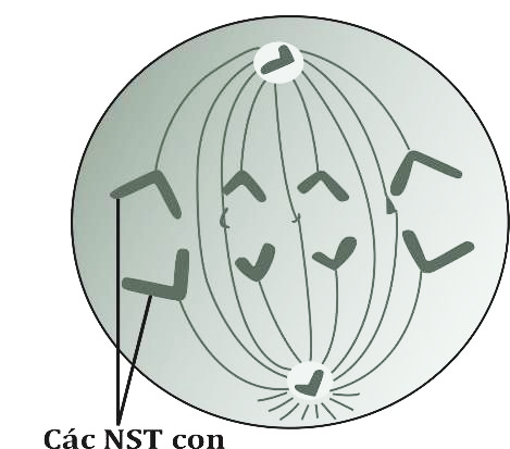 Hình 7 mô tả một giai đoạn phân bào của một tế bào nhân thực lưỡng bội. Biết rằng, 4 nhiễm sắc thể đơn trong mỗi nhóm đang phân li có hình dạng, kích thước khác nhau. Có bao nhiêu phát biểu dưới đây đúng? (ảnh 1)