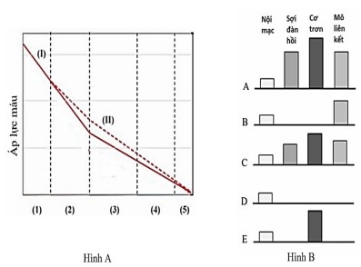 Dựa vào Hình A (biểu diễn sự thay đổi áp lực máu từ vị trí (1) đến (5) trong hệ mạch) và Hình B (biểu diễn độ dày các loại mô của các mạch máu A, B, C, D, E), nhận định nào trong các nhận định sau đây là sai?  (ảnh 1)