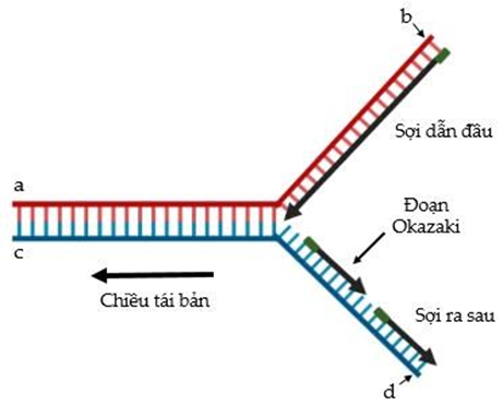 Hình bên mô tả cơ chế tái bản DNA, cách chú thích các vị trí a, b, c, d nào dưới đây là đúng? (ảnh 1)
