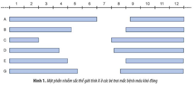 Ở người, bệnh máu khó đông do đột biến gene lặn nằm trên nhiễm sắc thể giới tính X dẫn đến thiếu hụt yếu tố antihemophilic A và antihemophilic B tham gia vào quá trình đông máu nên không thể hình thành cục máu đông.  (ảnh 1)