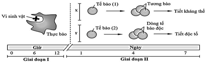 Hình dưới đây mô tả quá trình đáp ứng miễn dịch (X, Y) của cơ thể khi một loại vi sinh vật xâm nhập qua hàng rào bảo vệ tự nhiên của da, vượt qua lớp biểu mô và tiến vào bên trong cơ thể. Đây là cơ chế quan trọng giúp cơ thể nhận diện,  (ảnh 1)