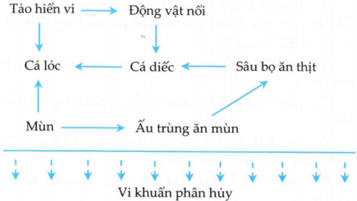 Cho lưới thức ăn sau và một số nhận định: (1) Sinh vật đầu bảng là cá diếc. (2) Có 4 loại chuỗi thức ăn trong lưới thức ăn trên. (3) Cá lóc ở 4 bậc dinh dưỡng khác nhau. (ảnh 1)