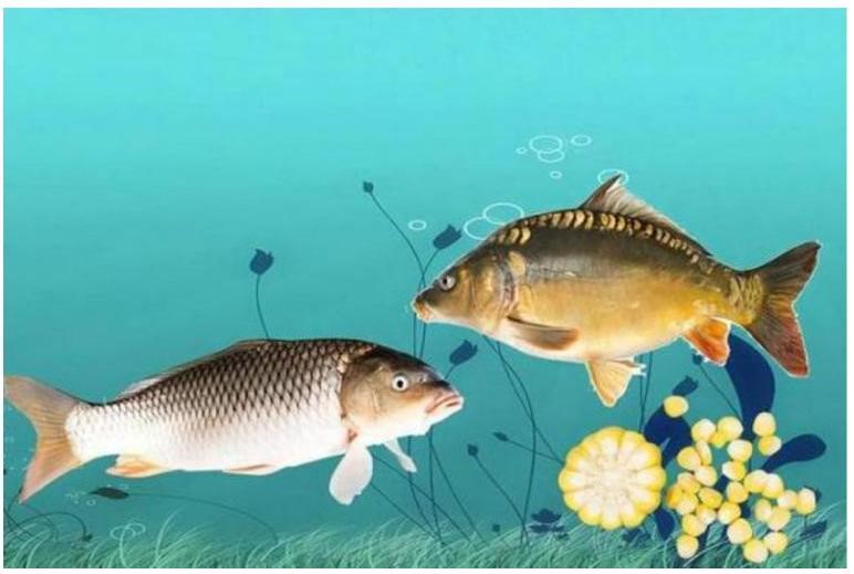 Kiểu gene của cá chép không vảy là Aa, cá chép có vảy là aa. Kiểu gene AA làm trứng không nở. Tính theo lí thuyết, phép lai giữa các cá chép không vảy sẽ cho tỉ lệ kiểu hình ở đời con là: (ảnh 1)