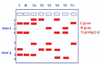 Hình bên là hình ảnh điện di trình tự hai gene (A và B, mỗi gene có 2 allele) của một con gà con (C), là con của gà mẹ (M) và một trong sáu gà trống (Tr) trong một quần thể.  (ảnh 1)