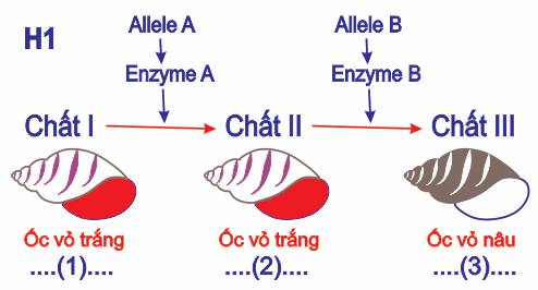 Sơ đồ thí mô tả thí nghiệm: hai gene (Aa, Bb) quy định enzyme tham gia vào con đường chuyển hóa tạo ra màu vỏ ốc Physa heterostroha, hai gene này nằm trên hai cặp NST khác nhau: (ảnh 1)