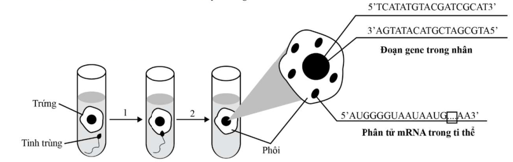 Phương pháp IVF “thụ tinh trong ống nghiệm” ở Việt Nam đã mất hơn 10 năm để chuẩn bị do hạn chế về cơ sở vật chất, kỹ thuật, nhân lực chuyên môn. Đến ngày 30/4/1998, đánh dấu mốc quan trọng cho IVF Việt Nam, (ảnh 1)