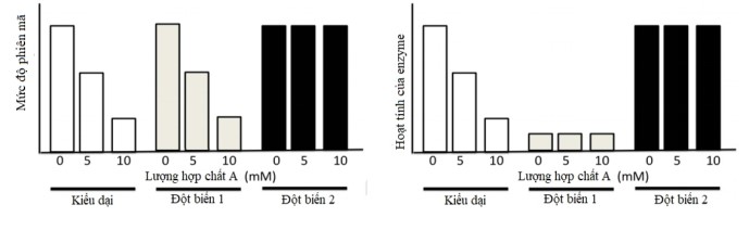 Mức phiên mã và hoạt tính của một enzyme X trong tế bào E Coli kiểu dại được nghiên cứu khi tế bào sinh trưởng trong môi trường có hoặc không có mặt hợp chất A.  (ảnh 1)