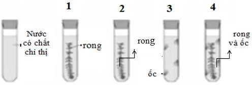 Một nhóm học sinh thực hiện một thí nghiệm như minh họa ở hình sau: Lấy 4 ống nghiệm, mỗi ống đều chứa nước có chất chỉ thị nhưng không làm ảnh hưởng lớn đến hoạt động sống của sinh vật. (ảnh 1)