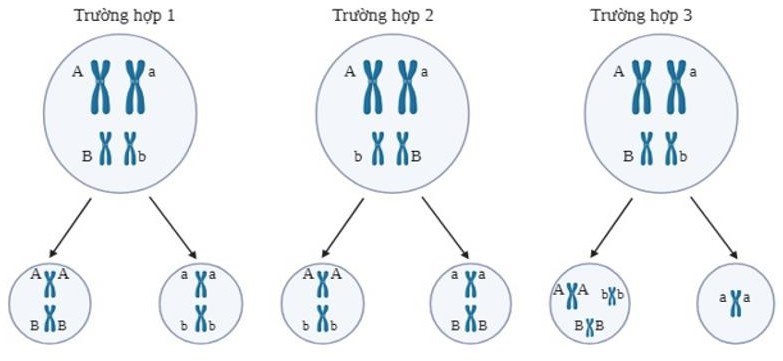 Theo dõi sự phân bào giảm phân của 20 tế bào sinh tinh của một cơ thể có kiểu gene AaBb. Hình dưới đây thể hiện 3 kiểu sắp xếp nhiễm sắc thể ở kì giữa của giảm phân I và sự phân li của nhiễm sắc thể ở kì sau của giảm phân I ,  (ảnh 1)