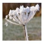 Sương muối là hiện tượng thời tiết cực đoan, gây ảnh hưởng đến quá trình sinh trưởng (ảnh 1)