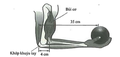 Hình bên mô tả cấu trúc bên trong của một cánh tay người đang giữ một quả cầu sắt. (ảnh 1)