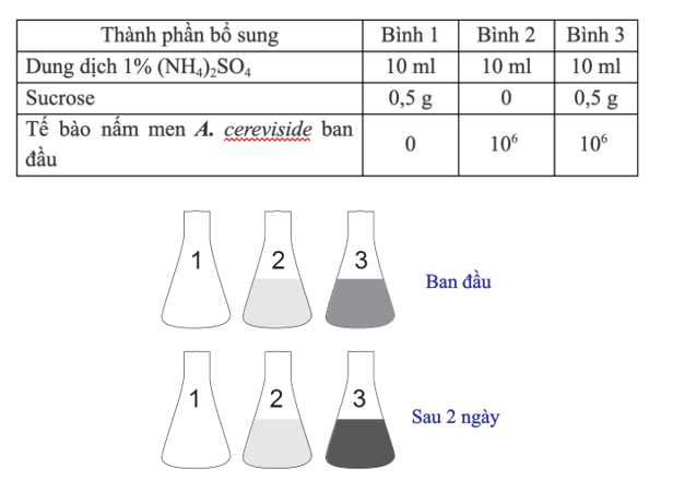 Thí nghiệm đánh giá ảnh hưởng của nguồn dinh dưỡng (đường sucrose) đến sinh trưởng của nấm men rượu A. cereviside được bố trí thí nghiệm như bảng ở nhiệt độ phòng, và thu  được kết quả (hình dưới). (ảnh 1)