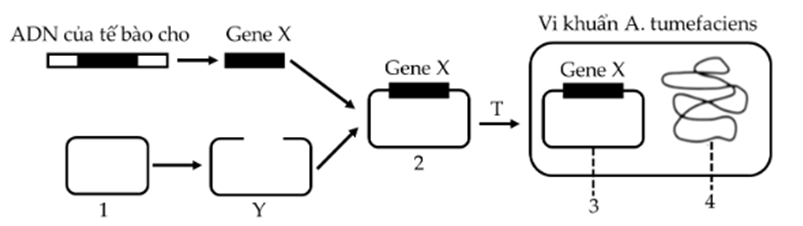 Để tạo giống lúa vàng (Golden rice) giàu Beta-caroten góp phần cải thiện tình trạng thiếu vitamin A ở trẻ em, người ta cần chuyển gene X từ một loài thực vật vào cây lúa. Quy trình này sử dụn (ảnh 1)