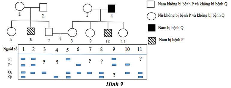 Theo dõi sự di truyền của hai bệnh P và Q trong một gia đình. Cho biết không xảy ra đột biến và bệnh P do gene P có 2 allele là P1 và P2 quy định; Bệnh Q do gene Q có 2 allele là Q1 và Q2 quy (ảnh 1)
