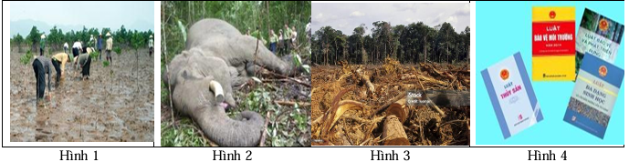 Trong các hình ảnh dưới đây, hình ảnh nào không thể hiện hoạt động bảo tồn đa dạng sinh học hệ sinh thái?( viết số hình ảnh lần lượt từ bé đến lớn. vd: 12…)
 (ảnh 1)