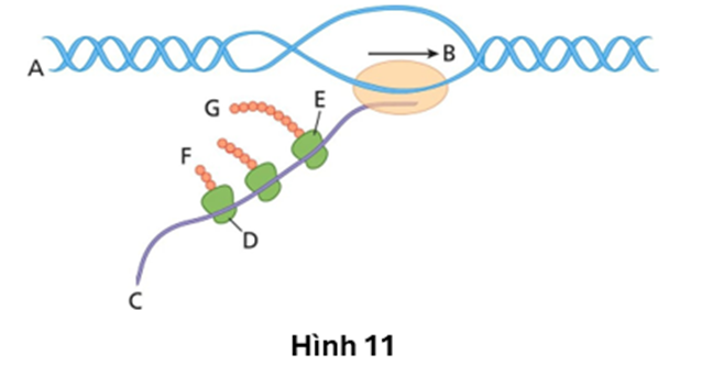 Hình sau mô tả quá trình phiên mã và dịch mã xảy ra trong vùng mã hóa của một gene ở sinh vật nhân sơ. Các kí hiệu (A), (B), (C), (D), (E), (F), (G) là các vị trí tương ứng, mũi tên chỉ chiều (ảnh 1)