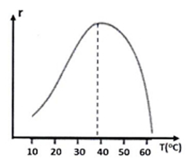 Trong cơ thể người, tinh bột bị thủy phân bởi enzyme amylase để phân hủy thành phân tử (ảnh 1)
