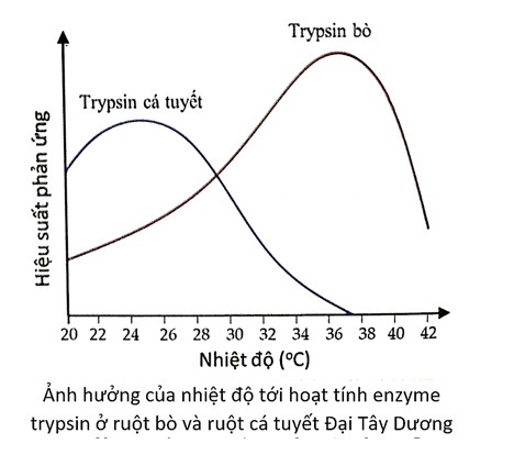 Dựa vào sơ đồ ảnh hưởng của nhiệt độ đến hoạt tính của enzyme. Có bao nhiêu phát biểu sau đây đúng? (ảnh 1)