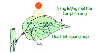 Phản ứng quang hợp có các đặc điểm sau: (ảnh 1)