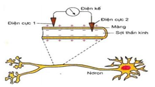 Hình bên là tế bào cơ thể mực ống khi đang nghi ngơi, không kích thích. (ảnh 1)