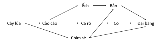 Khi loại bỏ cào cào trong quần xã, người ta thấy số lượng chim sẻ tăng lên. Những nhận định nào sau đây giải thích đúng về hiện tượng này? (ảnh 1)