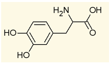 Dopamine là một chất dẫn truyền thần kinh quan trọng, thiếu dopamin là một trong những nguyên (ảnh 1)