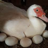 Ngan Mấy Tháng Thì Đẻ? Giải Đáp Thắc Mắc Cho Người Mới Nuôi Ngan