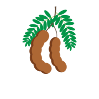 Hình ảnh Quả Me PNG, Vector, PSD, và biểu tượng để tải về miễn phí | pngtree