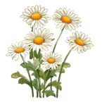 H&igrave;nh ảnh Hoa C&uacute;c Clipart Hoa C&uacute;c H&igrave;nh Minh Họa Phim Hoạt H&igrave;nh Vectơ PNG ,  Hoa C&uacute;c, Clip Nghệ Thuật, Hoạt H&igrave;nh PNG v&agrave; Vector với nền trong suốt để tải