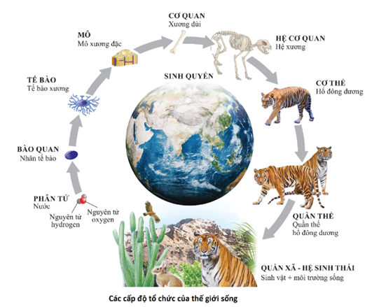Cấp độ tổ chức sống là vị trí của một tổ chức sống trong thế giới sống. Các cấp độ tổ chức sống được thể hiện trong hình bên. Trong đó, các cấp độ tổ chức sống cơ bản bao gồm: (ảnh 1)