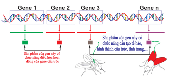 Hình dưới mô tả chức năng của gene. Nhận định nào sau đây là nhận định sai? (ảnh 1)