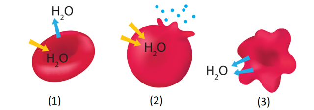 Hình ảnh dưới đây mô tả sự thẩm thấu của tế bào hồng cầu khi ngâm tế bào trong các dung dịch có nồng độ khác nhau. Các dung dịch (1), (2), (3) lần lượt là: (ảnh 1)