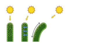 Sơ đồ trong đề minh hoạ hiện tượng nào sau đây? (ảnh 1)