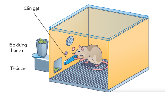 Hình ảnh bên mô tả thí nghiệm của Skinner huấn luyện một con chuột bị nhốt trong lồng và học được cách (ảnh 1)