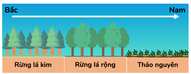 Cho hình ảnh về lát cắt thảm thực vật khu vực Đông Âu từ bắc xuống nam: (ảnh 1)