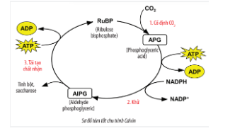 Nhận định nào dưới đây là không đúng khi nói chiến lược sinh sản của ruồi bọ cạp đực? (ảnh 1)