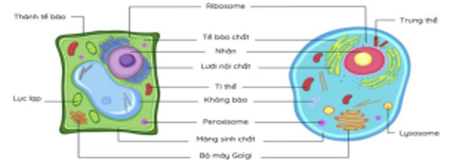 Hãy quan sát hình dưới đây và cho biết bào quan nào chỉ có ở tế bào thực vật? (ảnh 1)
