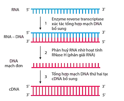 Hình sau đây mô tả quá trình phiên mã ngược, nhận định nào dưới đây đúng? (ảnh 1)