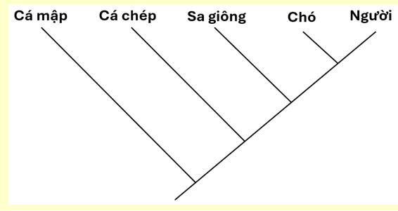 Phân tích tỉ lệ phần trăm sự sai khác các amino acid trong chuỗi α - globin cấu tạo nên phân tử Hemoglobin ở một số loài động vật có xương sống, người ta thu được kết quả như bảng dưới đây: (ảnh 3)