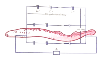 Cá điện có thể tạo ra dòng điện bằng các nguồn điện sinh học. Ở lươn Nam Mỹ (ảnh 1)