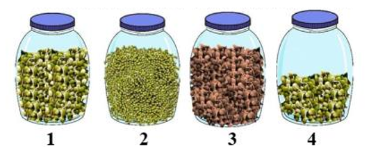 Để phát hiện hô hấp ở thực vật, một nhóm học sinh đã tiến hành thí nghiệm như sau (ảnh 1)