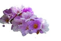 Hình ảnh Hoa Bằng Lăng PNG, Vector, PSD, và biểu tượng để tải về miễn phí | pngtree