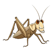 H&igrave;nh ảnh Con Dế PNG, Vector, PSD, v&agrave; biểu tượng để tải về miễn ph&iacute; | pngtree