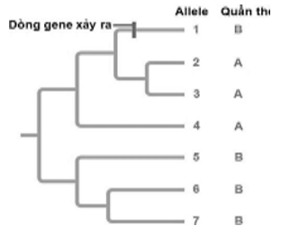 Scott Edwards ở trường Đại học California, Berkeley đã nghiên cứu dòng gene ở loài chim có khả năng phát tán trong phạm vi hẹp, (ảnh 1)
