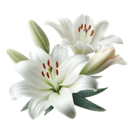 Hình ảnh Hoa Huệ Trắng PNG, Vector, PSD, và biểu tượng để tải về miễn phí | pngtree