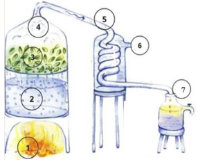 Một nhóm học sinh thực hiện dự án chưng cất tinh dầu bạc hà bằng phương pháp