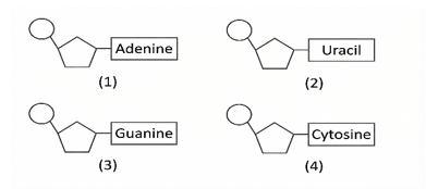Hình 1 mô tả 4 loại nucleotide cấu tạo nucleic acid. Cặp nucleotide nào sau đây có thể liên kết với (ảnh 1)