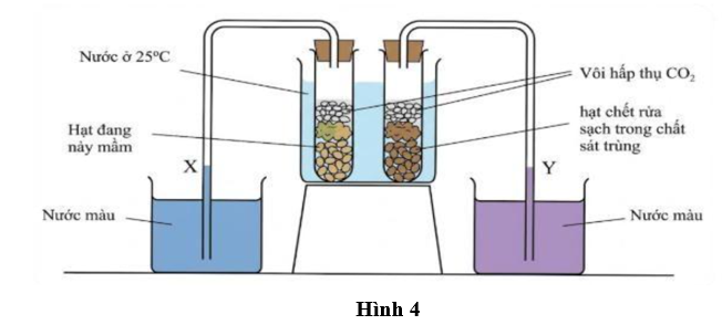Một thí nghiệm được thiết lập để nghiên cứu sự hấp thụ oxygen của hạt nảy mầm như Hình 4. (ảnh 1)